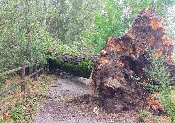 Regione Lombardia finanzia il pronto intervento di luglio per l’emergenza nubigrafi