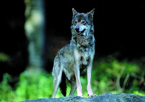 Fauna selvatica, è allarme anche per la CIA