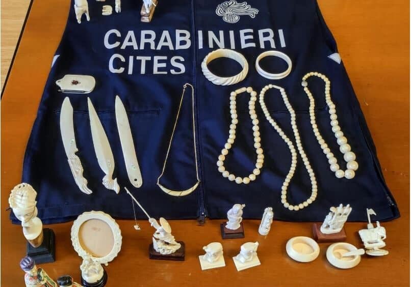 Novara: sequestrati 29 oggetti in avorio di elefante, 4  i denunciati