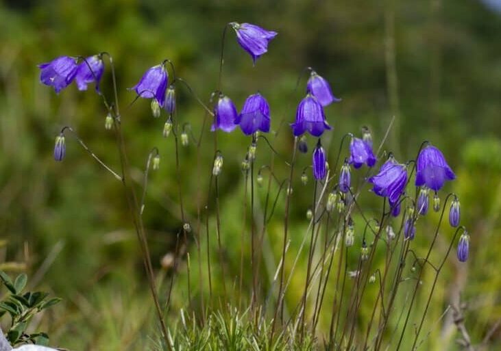 Un fiore mai visto sboccia nella Bergamasca