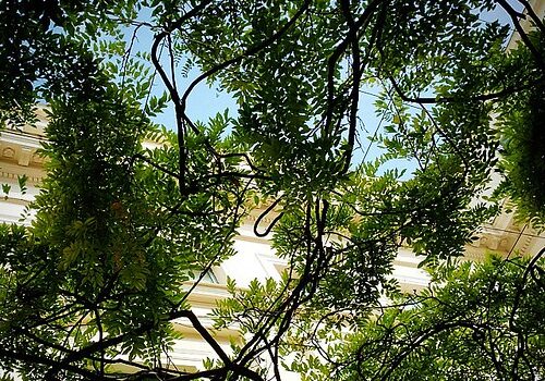 Lo studio: un’area verde in città può stoccare oltre 100 tonnellate di co2