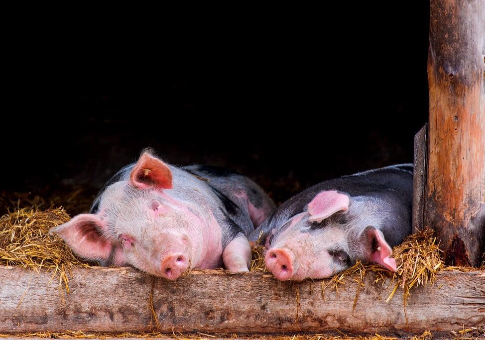 Peste suina, Regione Lombardia: anche Europa approva nostro protocollo