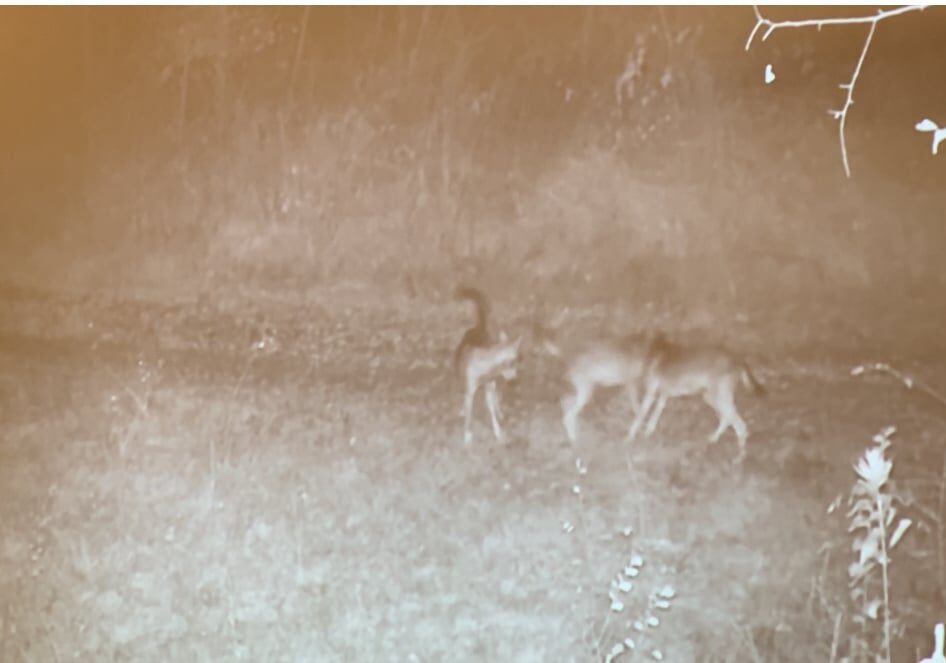 La prima cucciolata di lupi nel Parco del Ticino: viva il lupo !