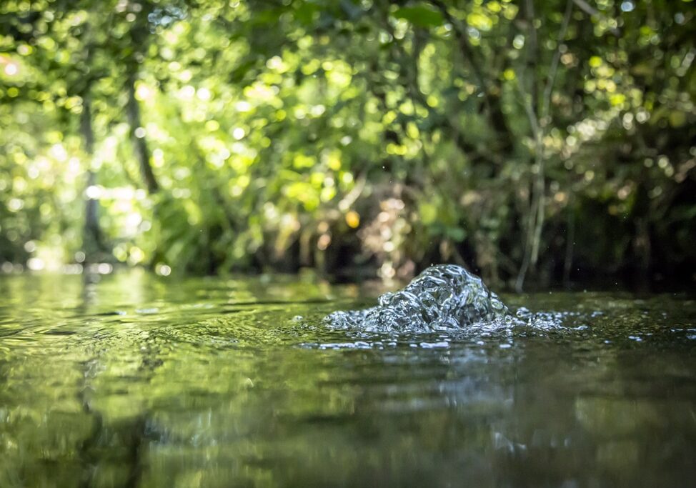 “La natura dell’acqua”, il documentario di Marco Tessaro su acqua (e Parco Ticino) in concorso a Sondrio