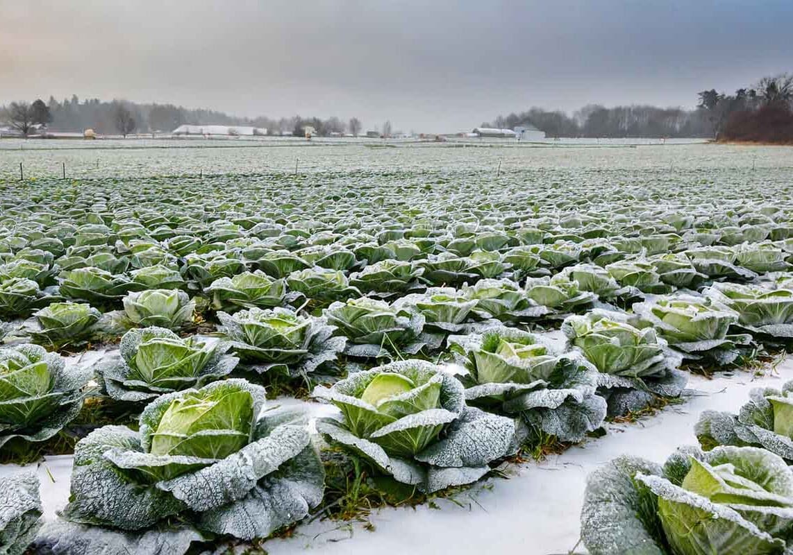 Coldiretti: allarme gelate nei campi (ma non c’era il surriscaldamento globale?)