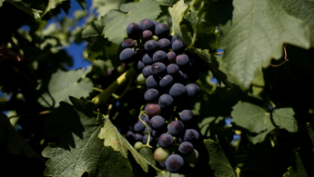 Barossa Valley, è tempo di Cabernet Sauvignon?