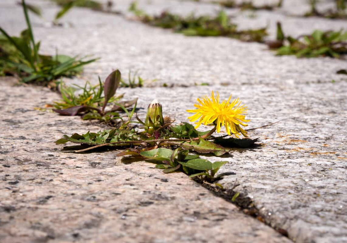 Cerro Maggiore, Roberta Ce’ all’attacco: “Erbacce e piante infestanti senza controllo”