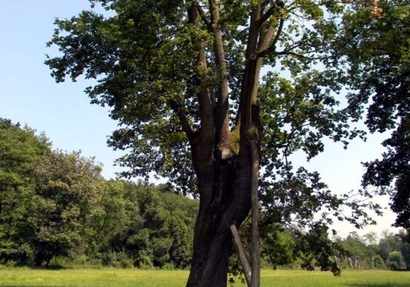 Dairago, nuova vita per il parco di via Toti grazie alle idee dei ragazzi