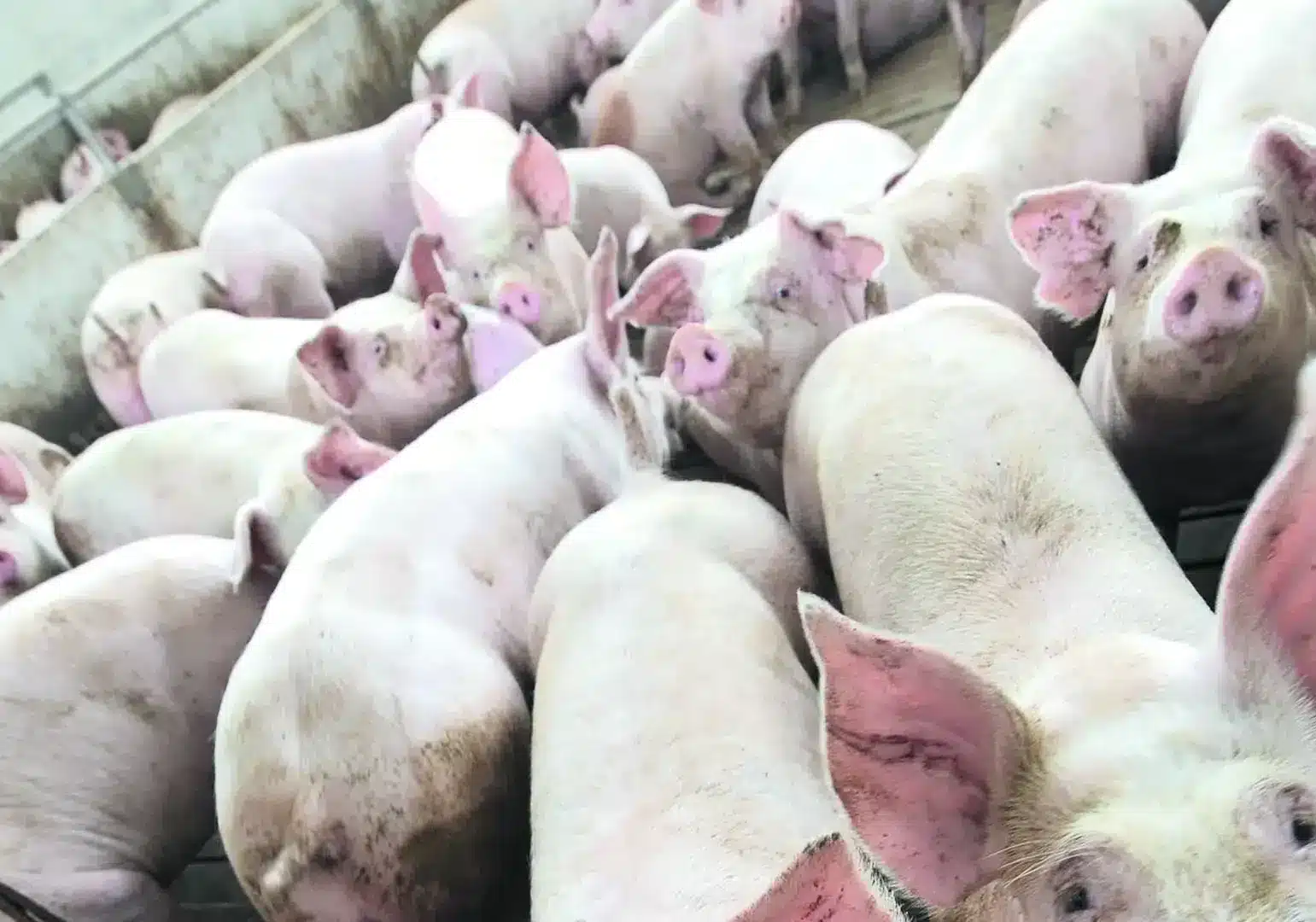 Peste suina, stop alle misure restrittive dell’UE per Lombardia e Piemonte