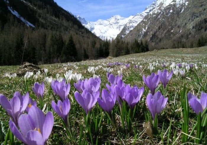 Esplorando il Gran Paradiso: un Viaggio tra le Meraviglie Nascoste delle Valli Piemontesi a Cameri