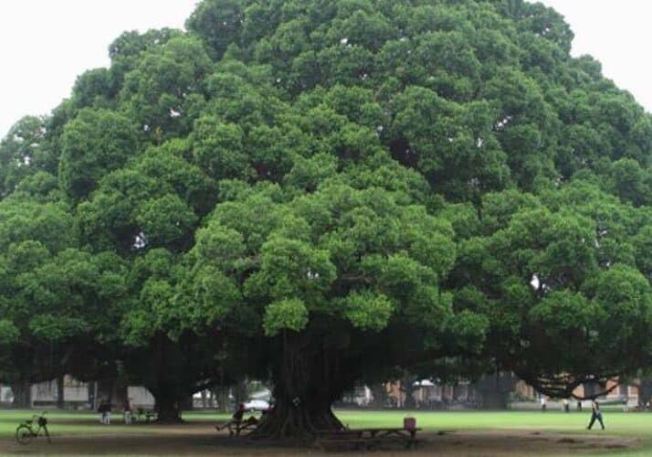 Lombardia, seconda regione italiana per alberi monumentali