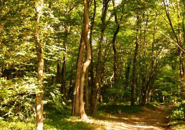 Quando il passaggio al bosco genera l’effetto opposto. Di Andrea Fredi