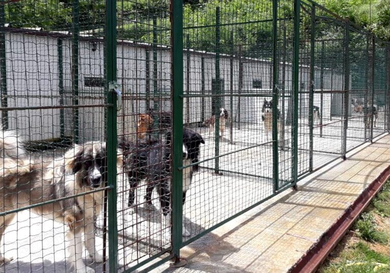 Gli “Happy Pets Days” fanno tappa in Lombardia il 6 e 7 dicembre, per aiutare rifugi, canili e gattili
