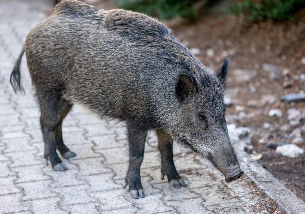 Danni da fauna selvatica: la Regione stanzia 2,4 milioni di euro