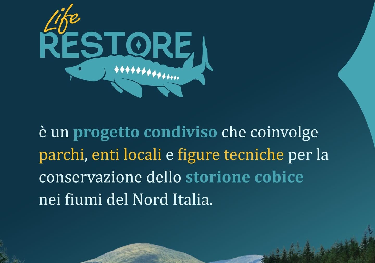 LIFE RESTORE, al via (anche nel Parco Ticino) un nuovo progetto europeo per salvare lo storione cobice