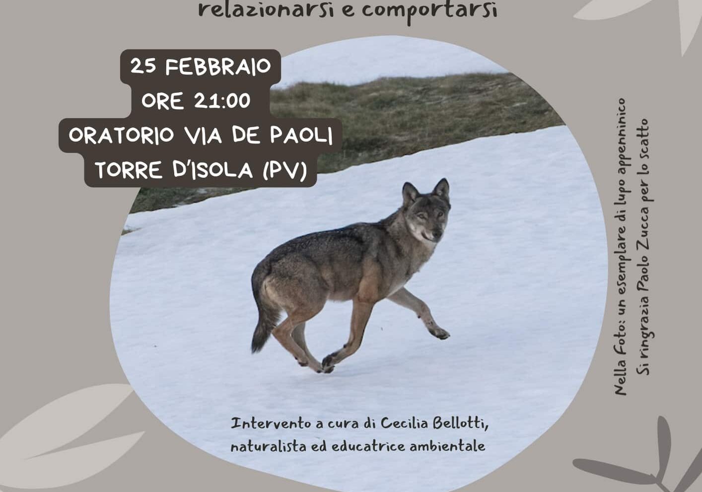 Il ritorno del lupo appenninico: mercoledì il convegno organizzato dal Parco del Ticino