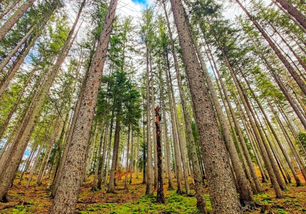 Giornata Internazionale delle Foreste: i boschi piemontesi sempre più al centro delle politiche regionali
