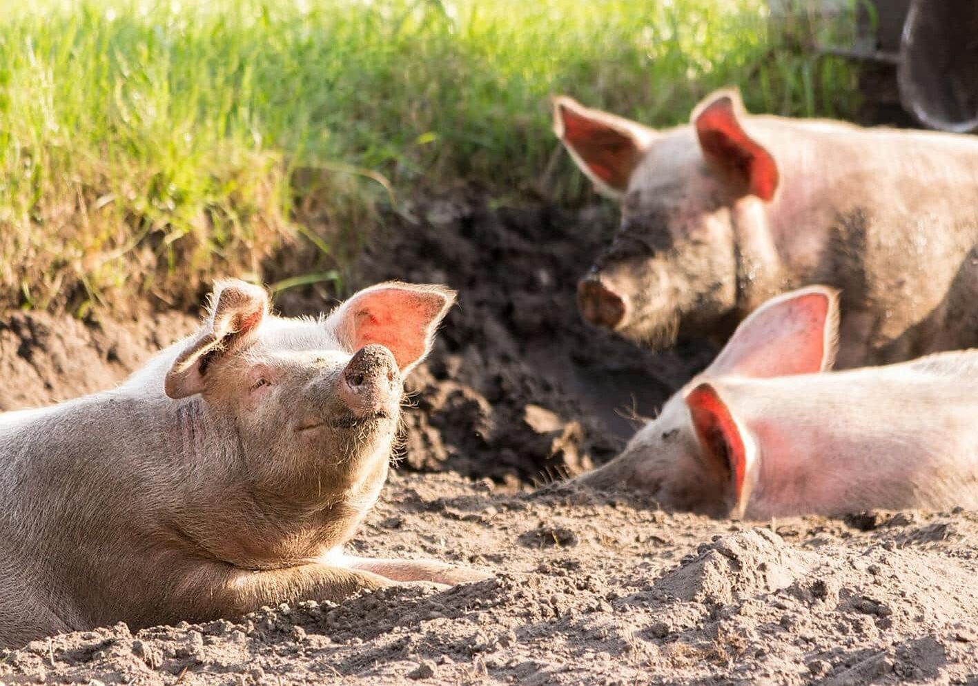 Peste suina, la Lombardia ottiene declassamento delle zone di restrizione