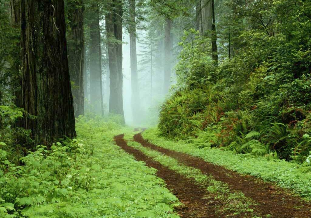 Le foreste lombarde assorbono ogni anno 3,4 milioni tonnellate di Co2