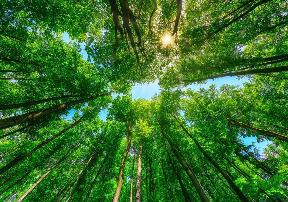 Forestazione urbana della Città metropolitana di Milano: via ai cantieri aperti