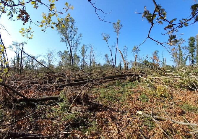 Parco del Ticino. Life ‘Forest4 Future’, dall’Unione Europea risposte positive