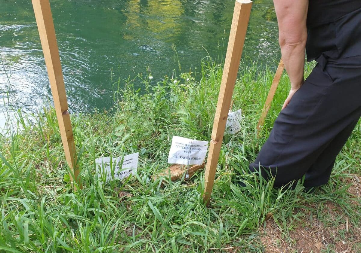 Robecco sul Naviglio, una mamma anatra protegge il suo nido lungo l’alzaia