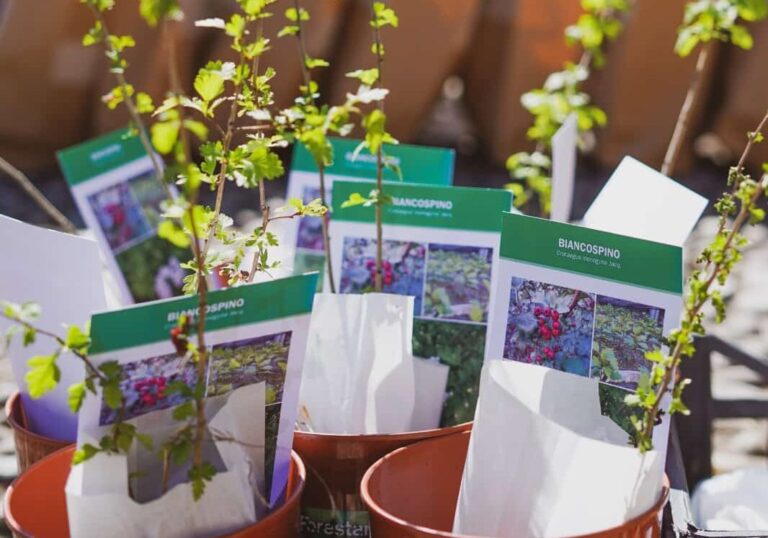Torna Custodiscimi: aperte le iscrizioni per l’iniziativa di Forestami  promossa da Legambiente Lombardia con il sostegno di Fondazione Alia Falck