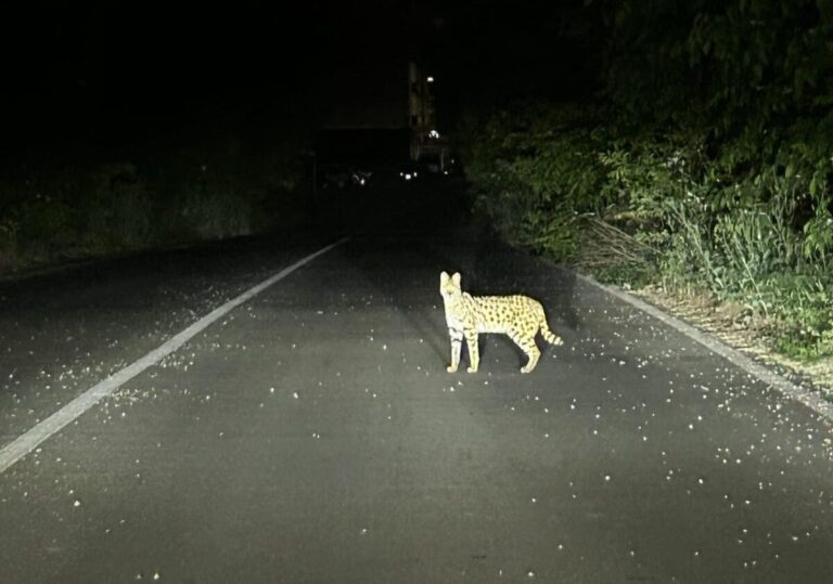 Recuperato a Garbagnate Milanese un pericoloso esemplare di gattopardo africano