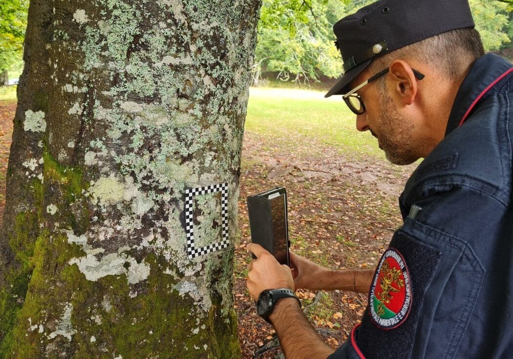 Le foreste italiane cambiano volto: dopo 25 anni di monitoraggio perdita di biodiversità vegetale
