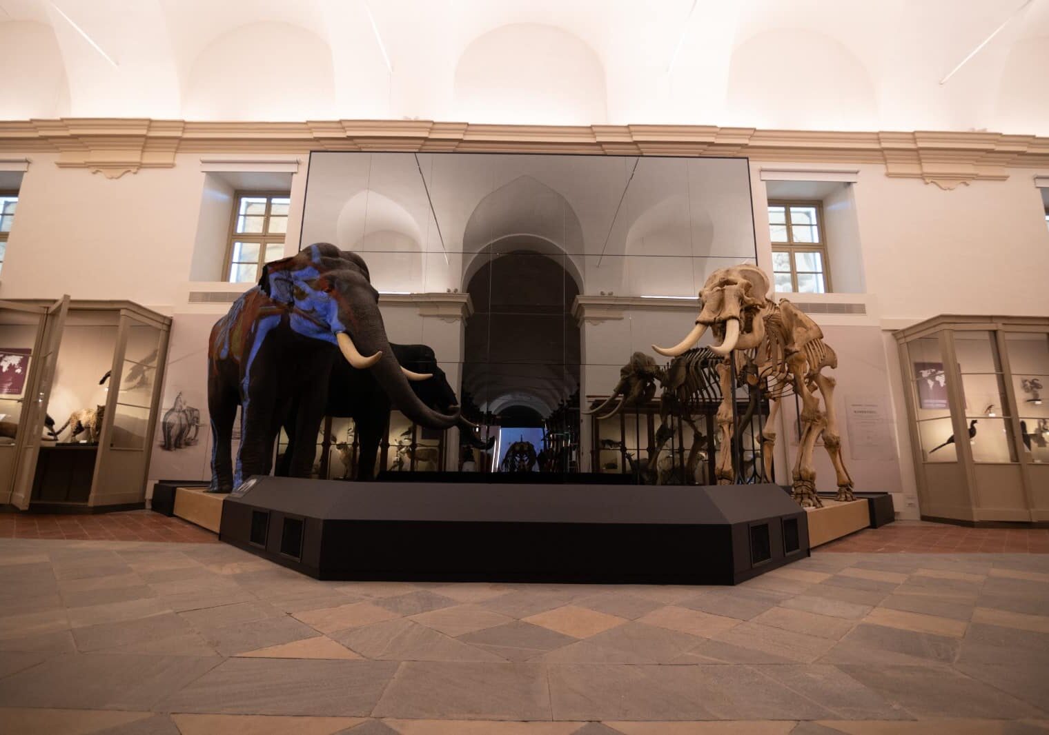 Estate al Museo: la Regione Piemonte apre gratuitamente il Museo di Scienze naturali ad agosto