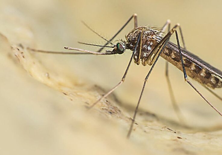 Aumentano i casi di West Nile in Europa, l’Italia la più colpita