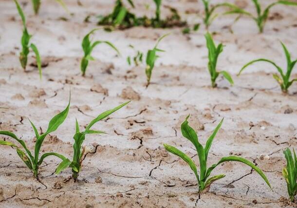 Coldiretti, ‘allarme acqua per il riso lombardo, a rischio il raccolto’