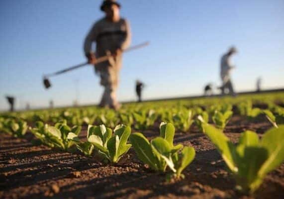 Agricoltura. Anticipo Pac, già erogati 65 milioni di euro a 14.000 aziende lombarde