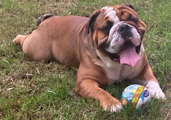 Animali, il cane specchio e psicologo del padrone. Due studi spiegano il perché