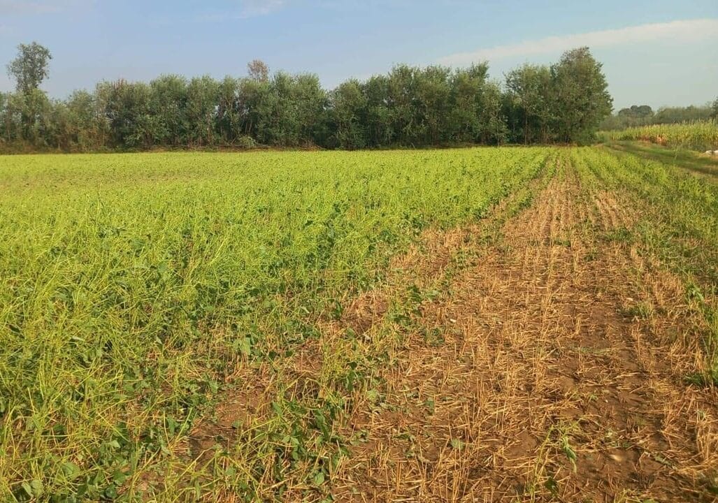 Danni all’agricoltura da maltempo nel Novarese, l’assessore Bongioanni incontra in call gli amministratori del territorio