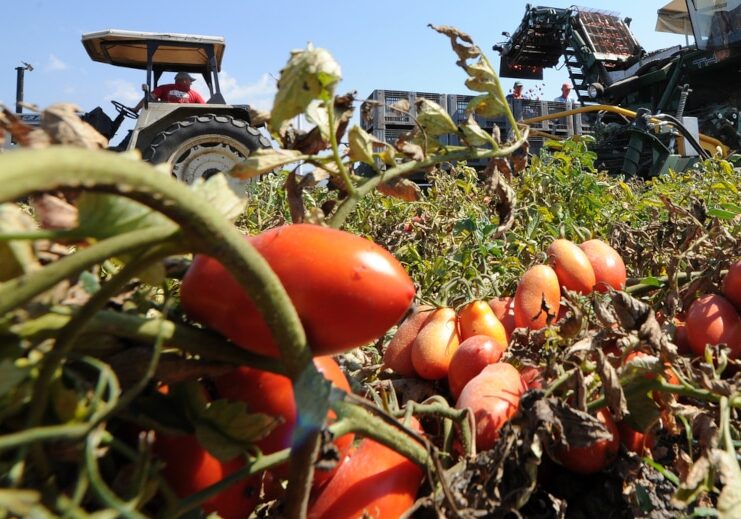 Muore raccogliendo pomodori nel Cremonese, autopsia stabilirà cause decesso giovane