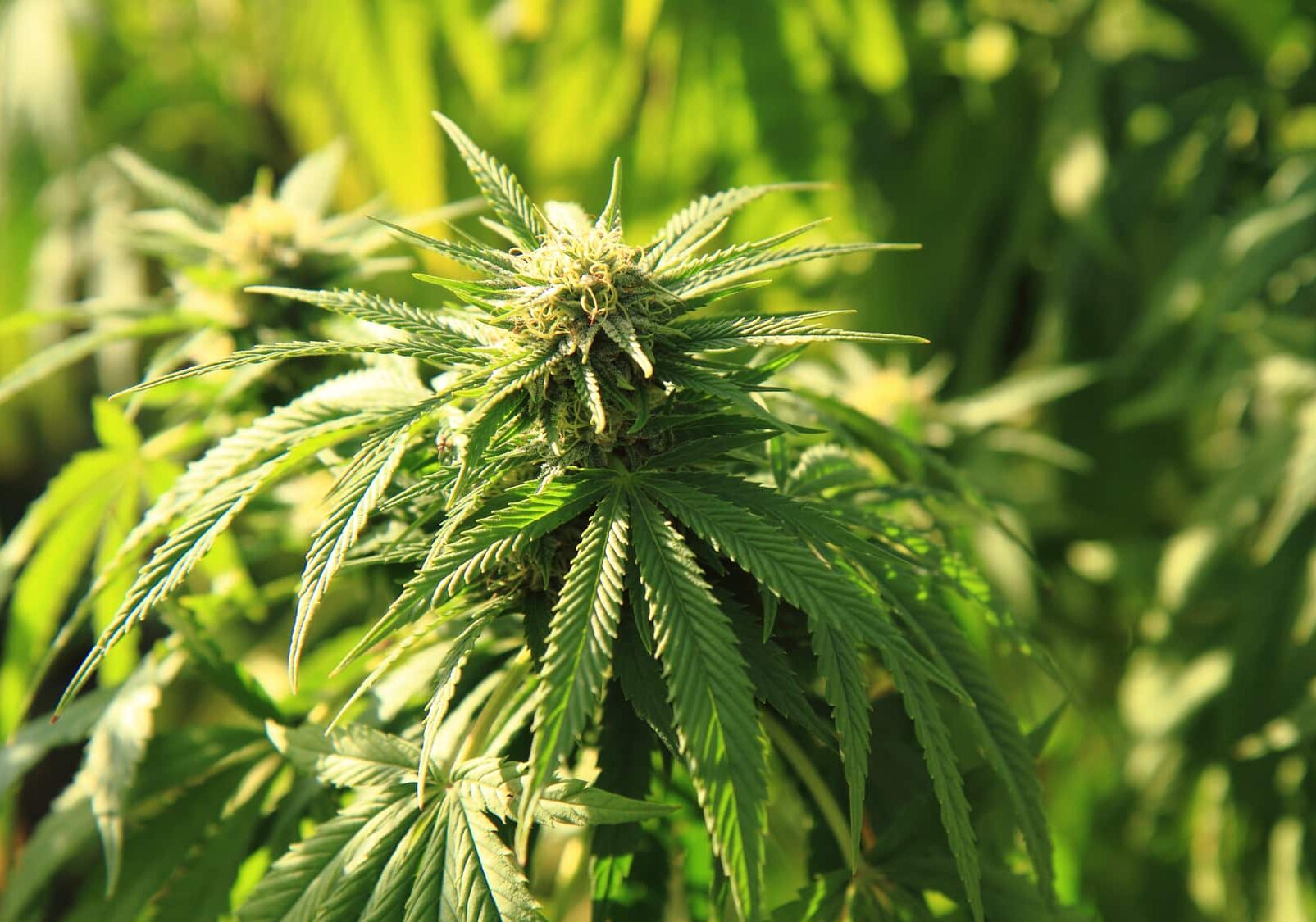 Voghera,  lite tra vicini e denuncia: spunta anche della marijuana