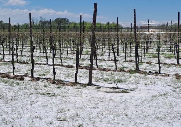 Pioggia e grandine nel Pavese, preoccupazione per la vendemmia