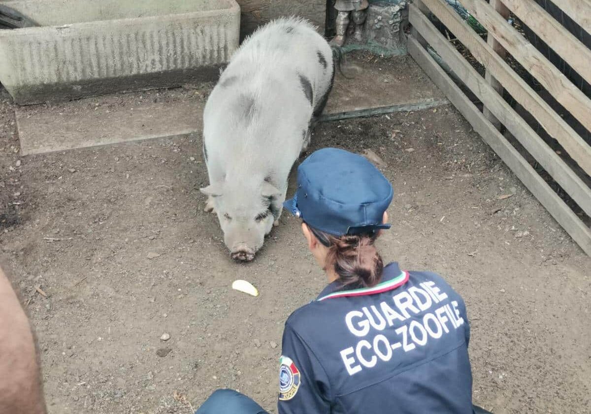 In un campo rom in fase di sgombero, salvati una capra e un maialino vietnamita dalle Guardie OIPA