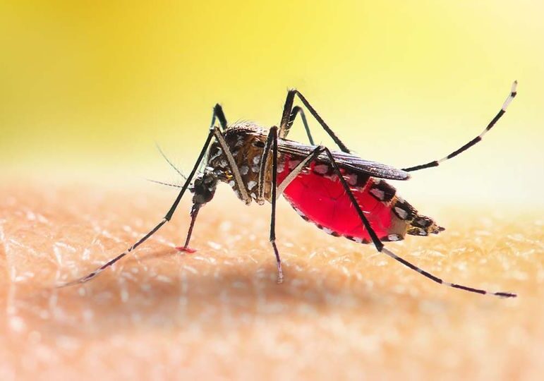 Dengue, due casi autoctoni a Garbagnate Milanese. Disinfestate le aree interessate