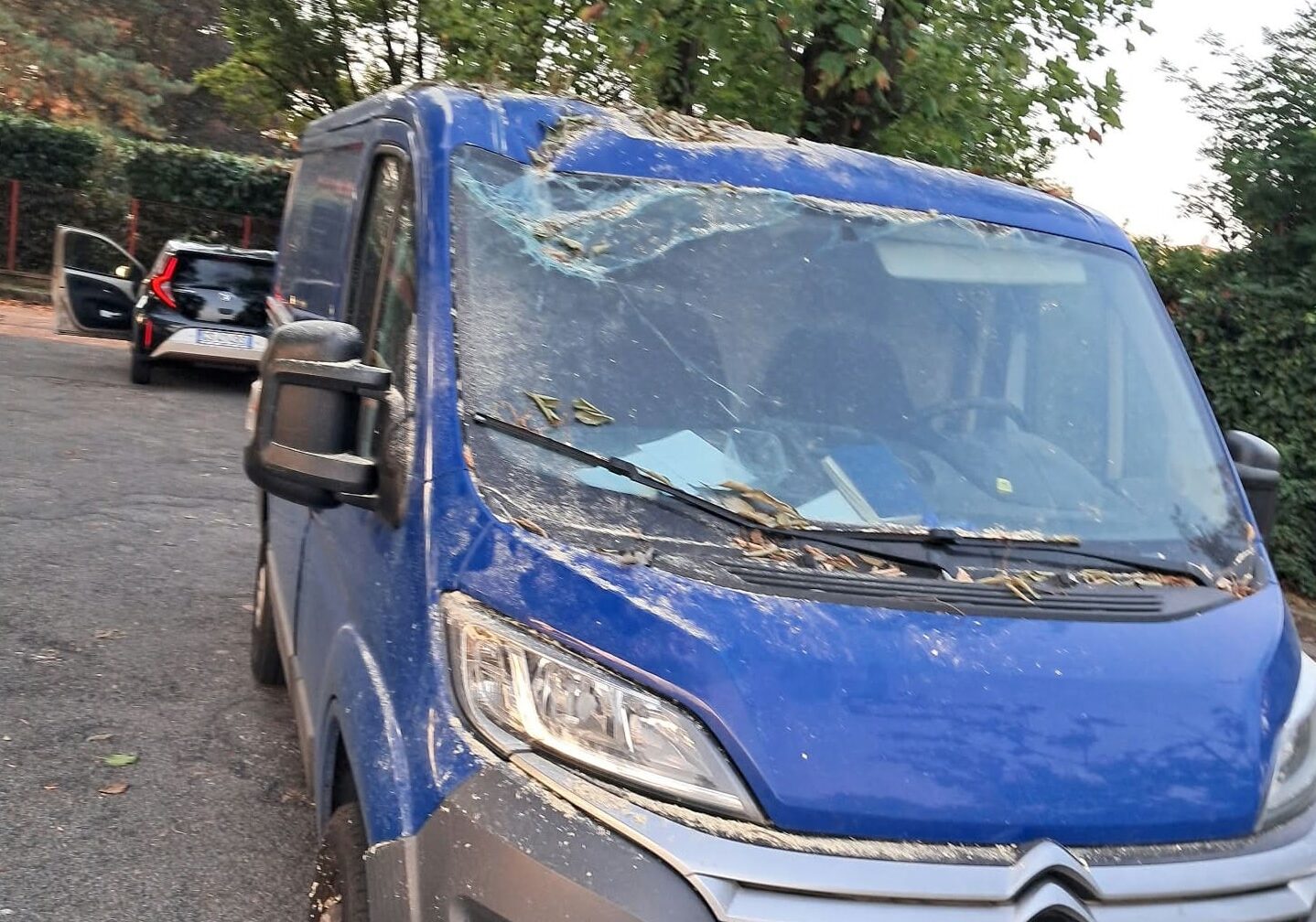 Magenta, bagolaro abbattuto dopo il crollo, il Sindaco: “Interventi fatti sempre su indicazione dell’agronomo”