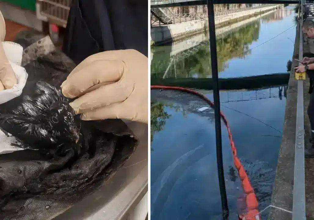 Il disastro ambientale del Naviglio Grande.  L’ANBI dà i numeri: in Italia 400 episodi ogni anno
