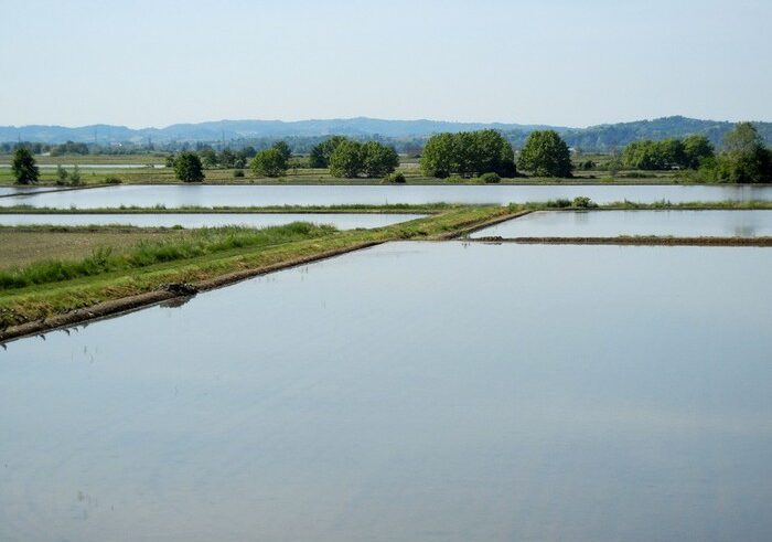 Agricoltura: Coldiretti, in Lombardia stima -20% raccolta riso