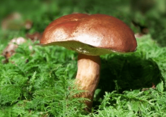 Raccolta funghi: ATS Milano offre controlli gratuiti per prevenire le intossicazioni