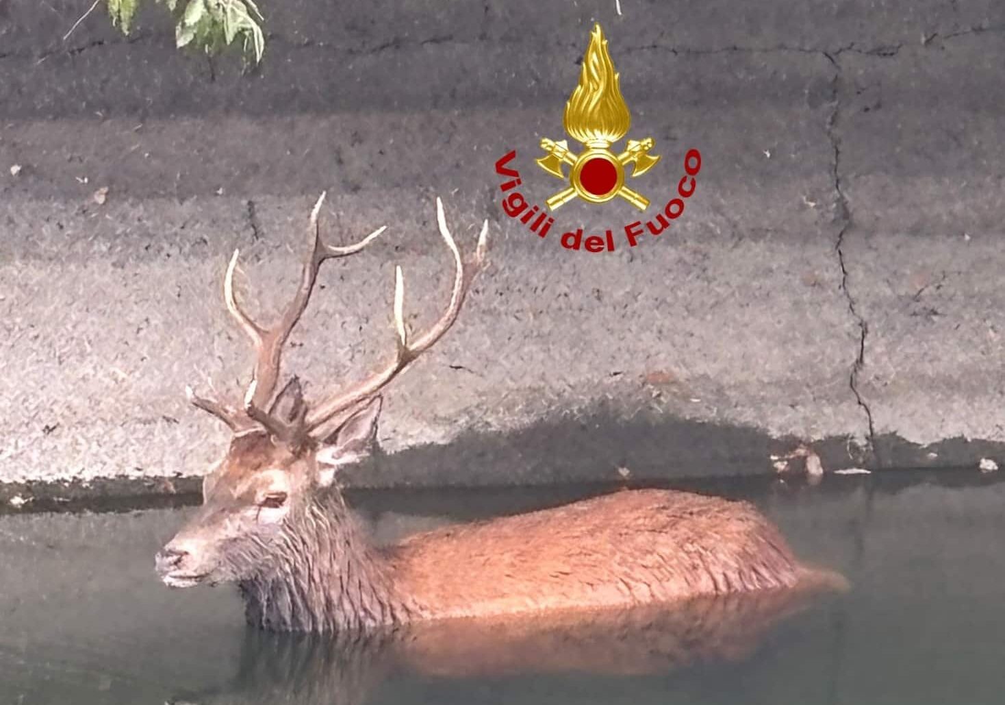 Lieto fine a Castano Primo: cervo in difficoltà tratto in salvo e restituito alla natura