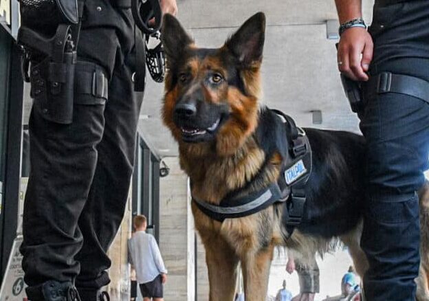 Oleggio, che fiuto la cagnolina Nike; incastra quattro persone, sequestrata metanfetamina